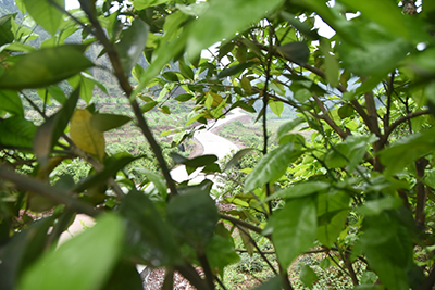 DSC_2474.JPG