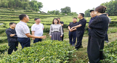 通江县考察犍为欧盟标准茶叶基地信息751.jpg