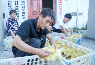 涉农企业献爱心--万只鸭苗赠乡亲【1】.jpg